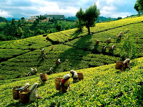 Tea-harvest-sri-lanka.jpg